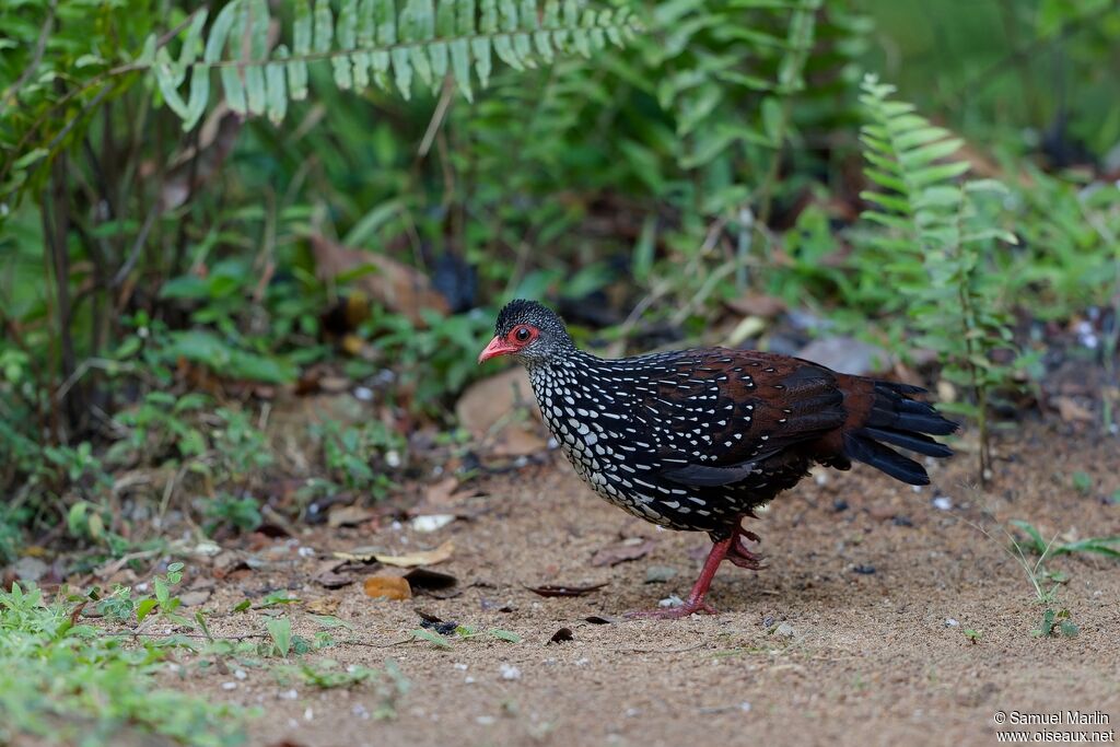 Galloperdrix de Ceylanadulte