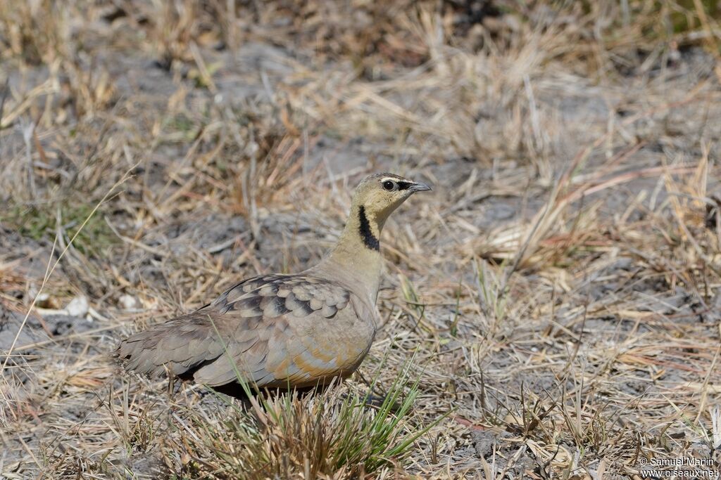 Ganga à gorge jaune