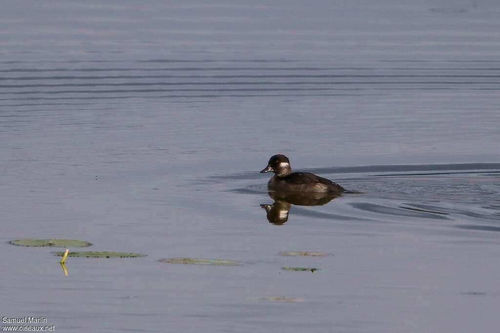 Bufflehead female adult, swimming