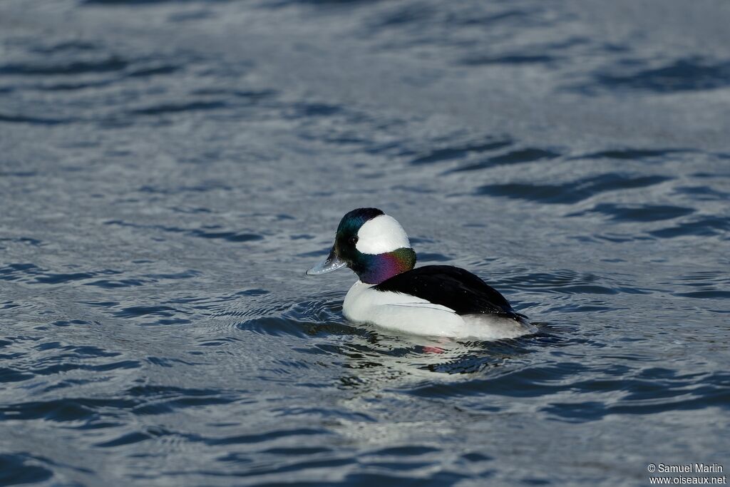 Bufflehead male adult