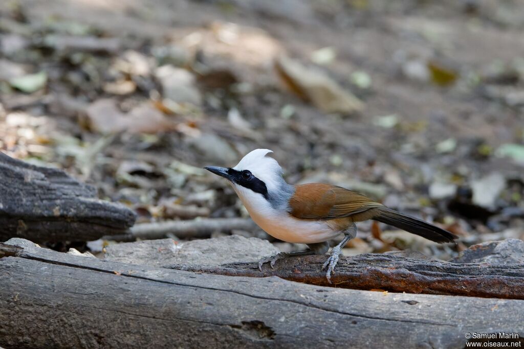 White-crested Laughingthrush
