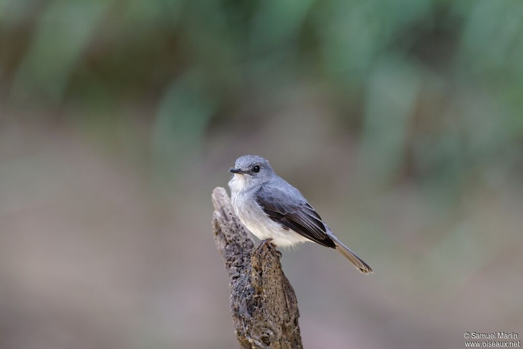Gobemouche de Cassinadulte