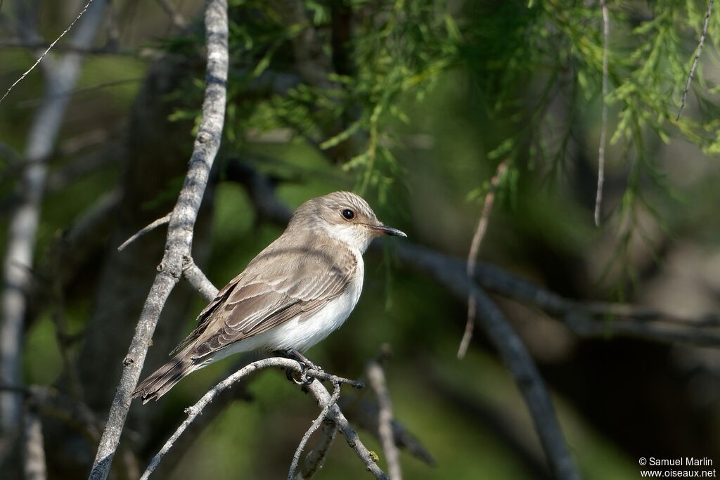 Spotted Flycatcher
