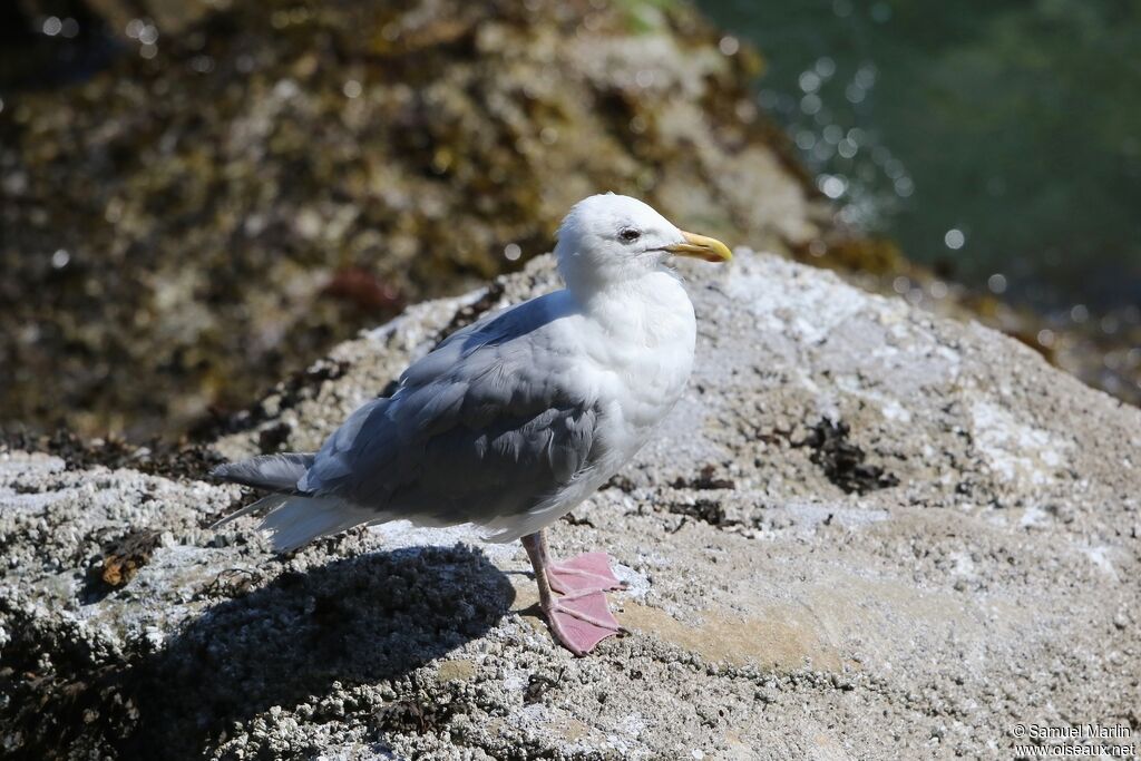 Glaucous-winged Gull