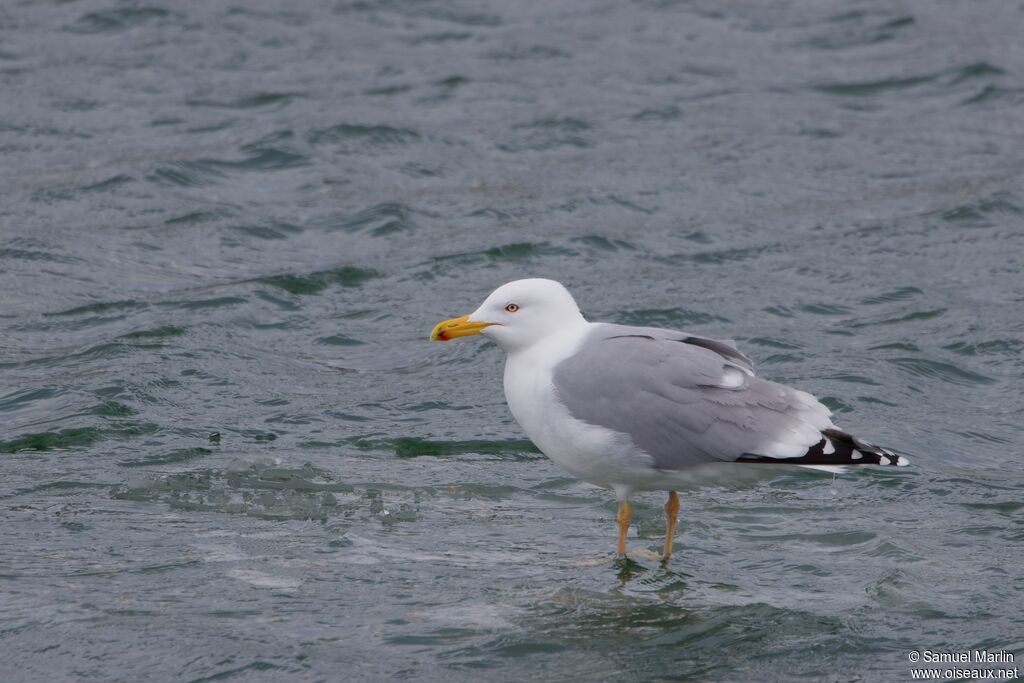Goéland argentéadulte