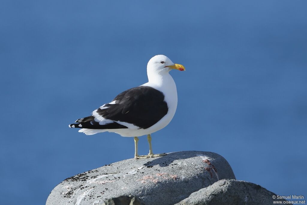 Goéland dominicainadulte, identification
