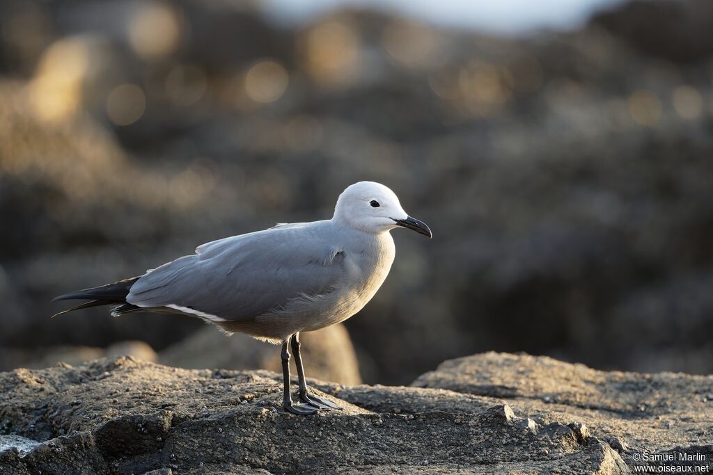 Grey Gulladult