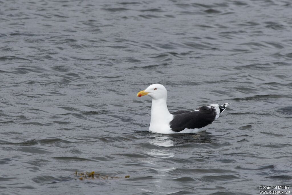 Goéland marinadulte
