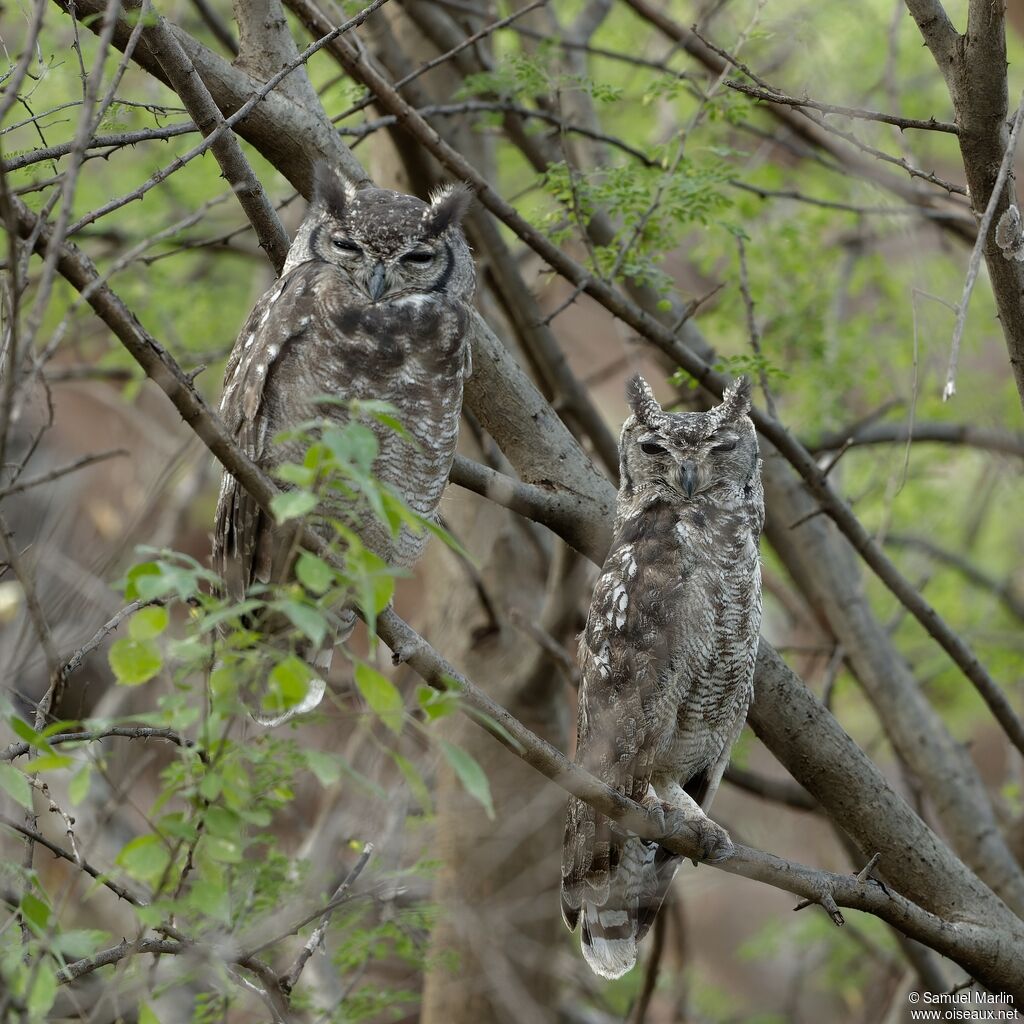 Spotted Eagle-Owl