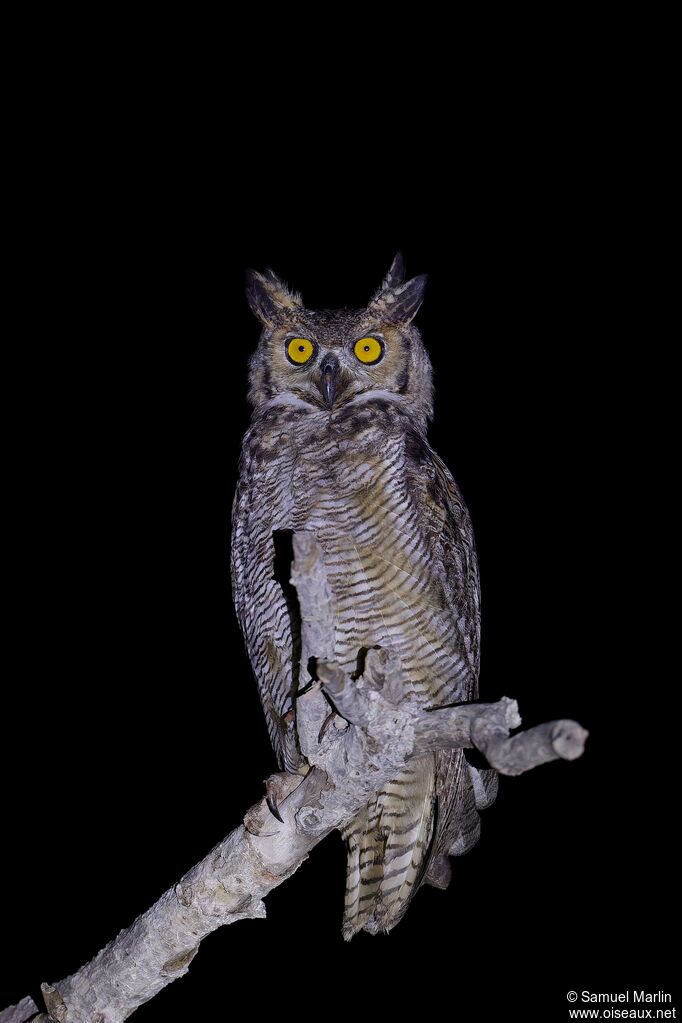 Great Horned Owladult