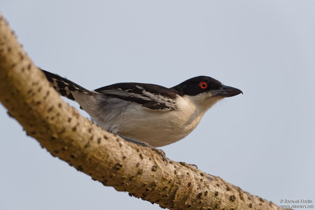 Great Antshrikeadult
