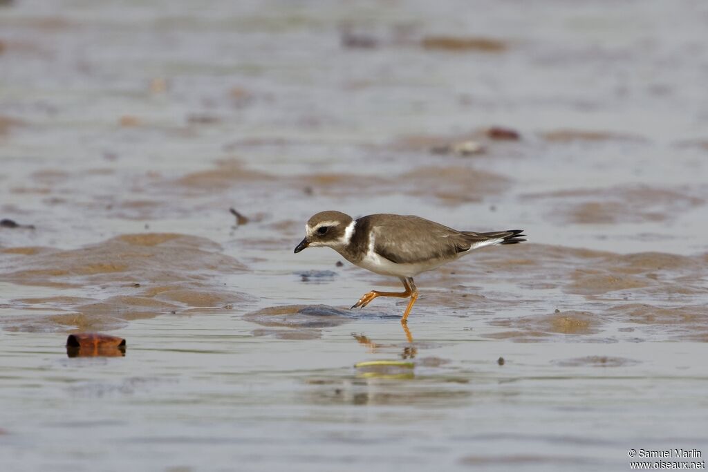 Common Ringed Ploveradult