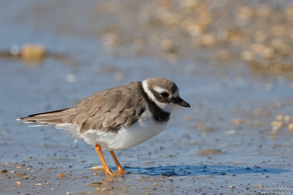 Grand Gravelotadulte