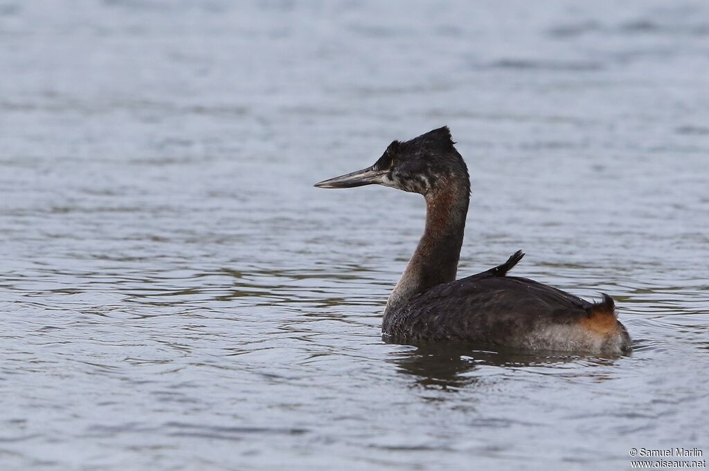 Great Grebeimmature, swimming