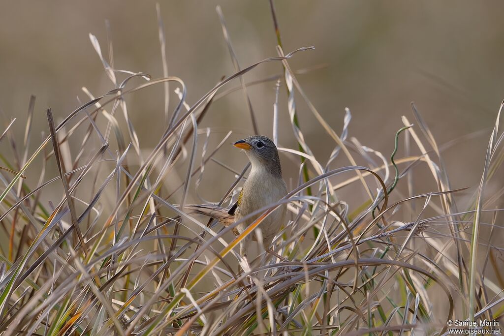 Wedge-tailed Grass Finchadult