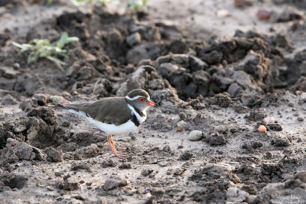 Three-banded Plover male adult