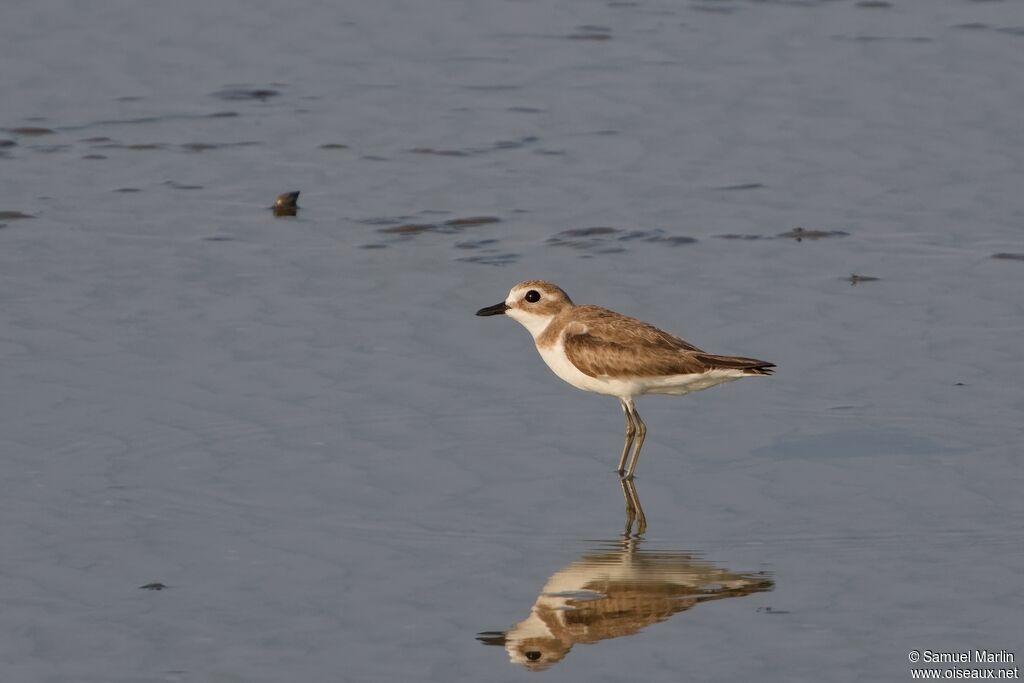 Greater Sand Ploveradult