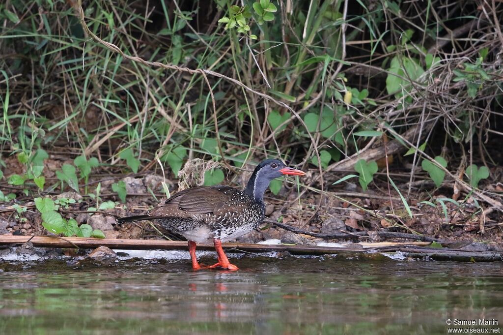 African Finfoot male adult
