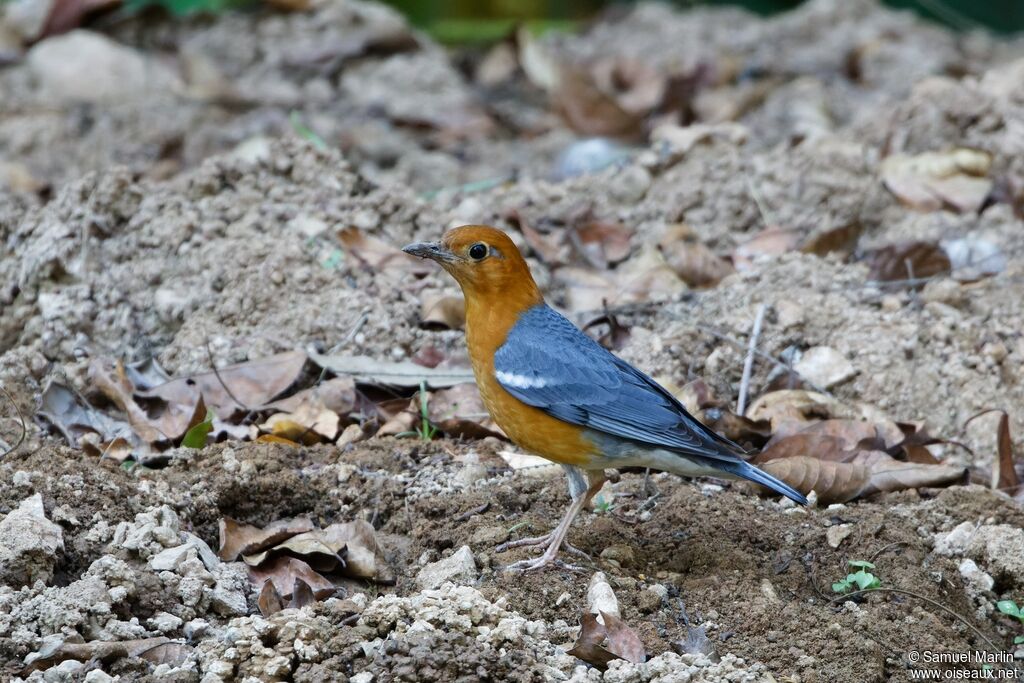 Grive à tête orange