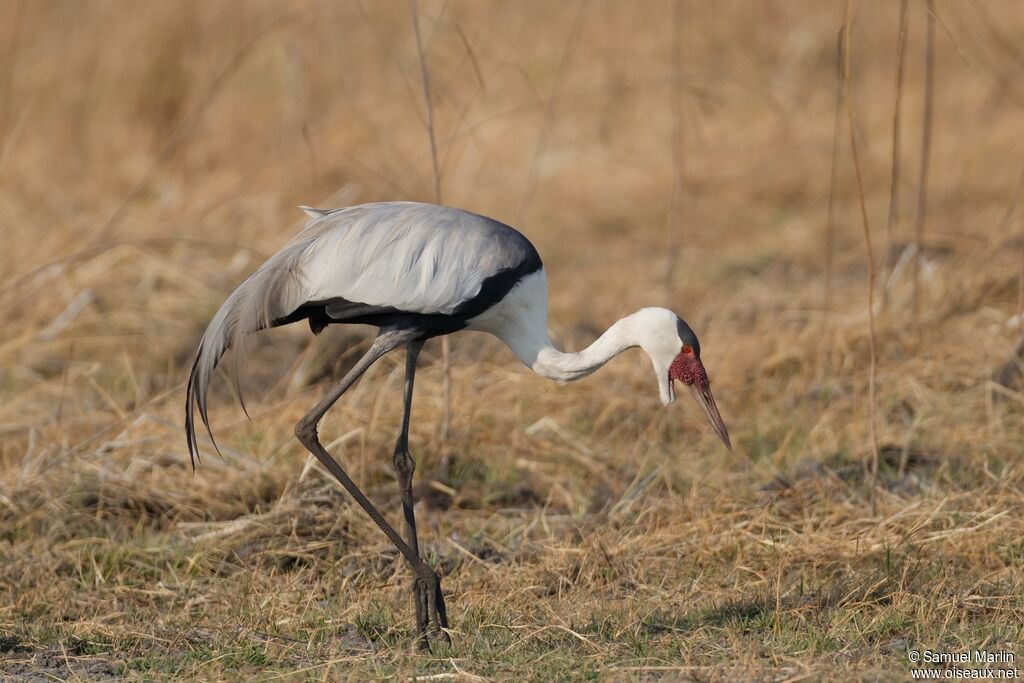Grue caronculéeadulte