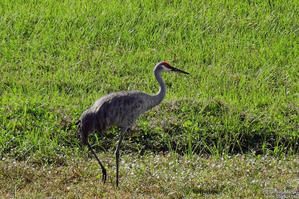 Sandhill Craneadult