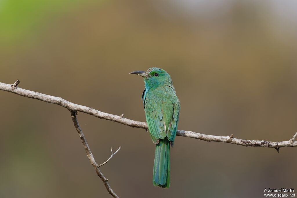 Guêpier à barbe bleue