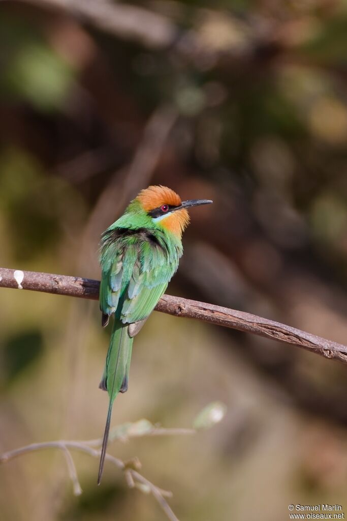 Böhm's Bee-eateradult