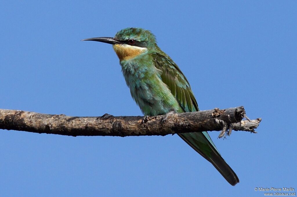 Guêpier de Perseimmature