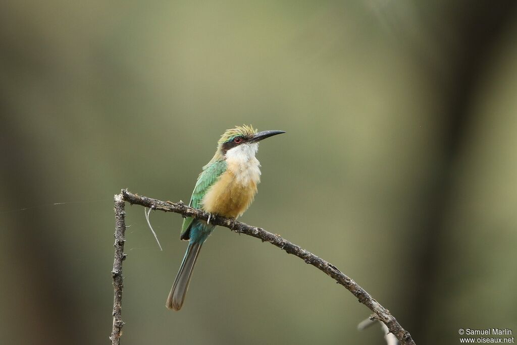 Somali Bee-eateradult