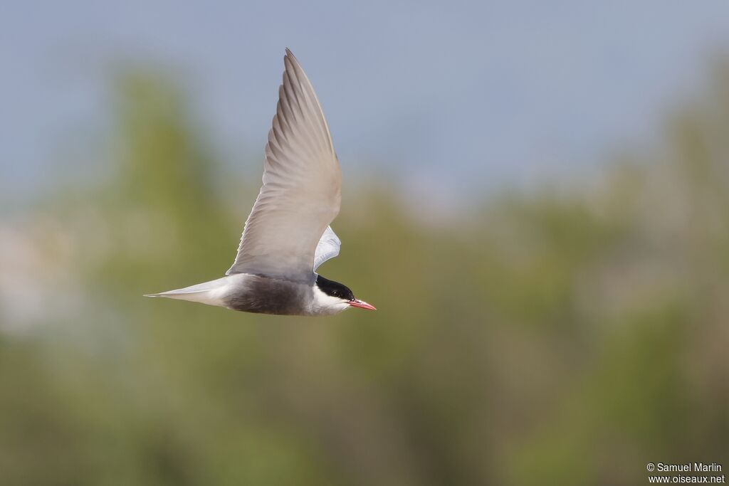 Whiskered Ternadult, Flight