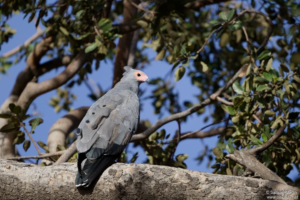 African Harrier-Hawkadult