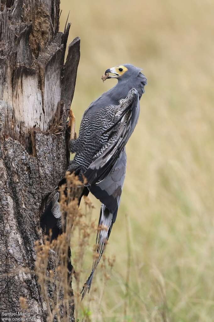 African Harrier-Hawkadult, eats, Behaviour