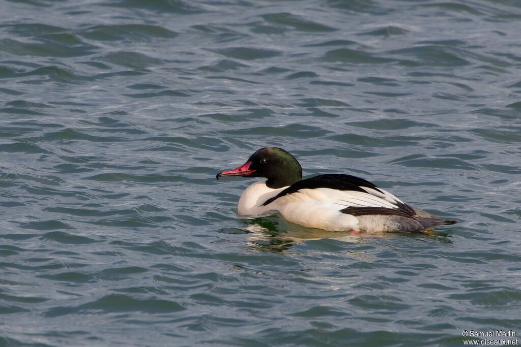 Harle bièvre - Grand Harle<br /> mâle adulte