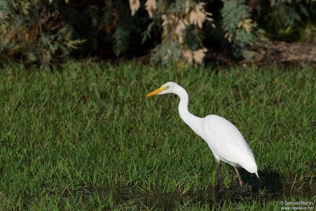 Yellow-billed Egretadult