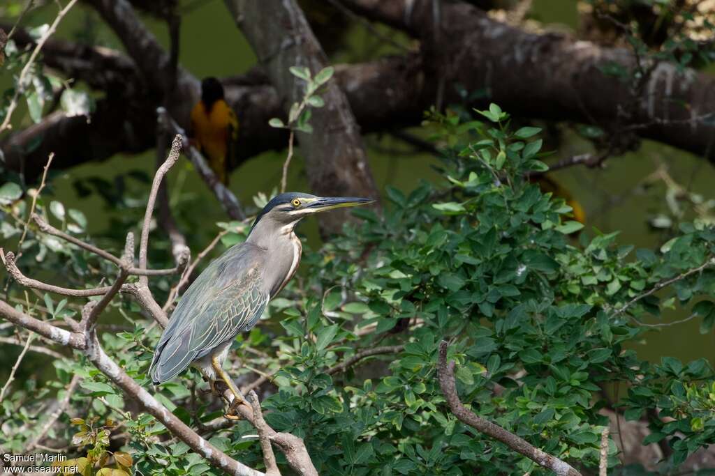 Héron des mangrovesadulte, habitat