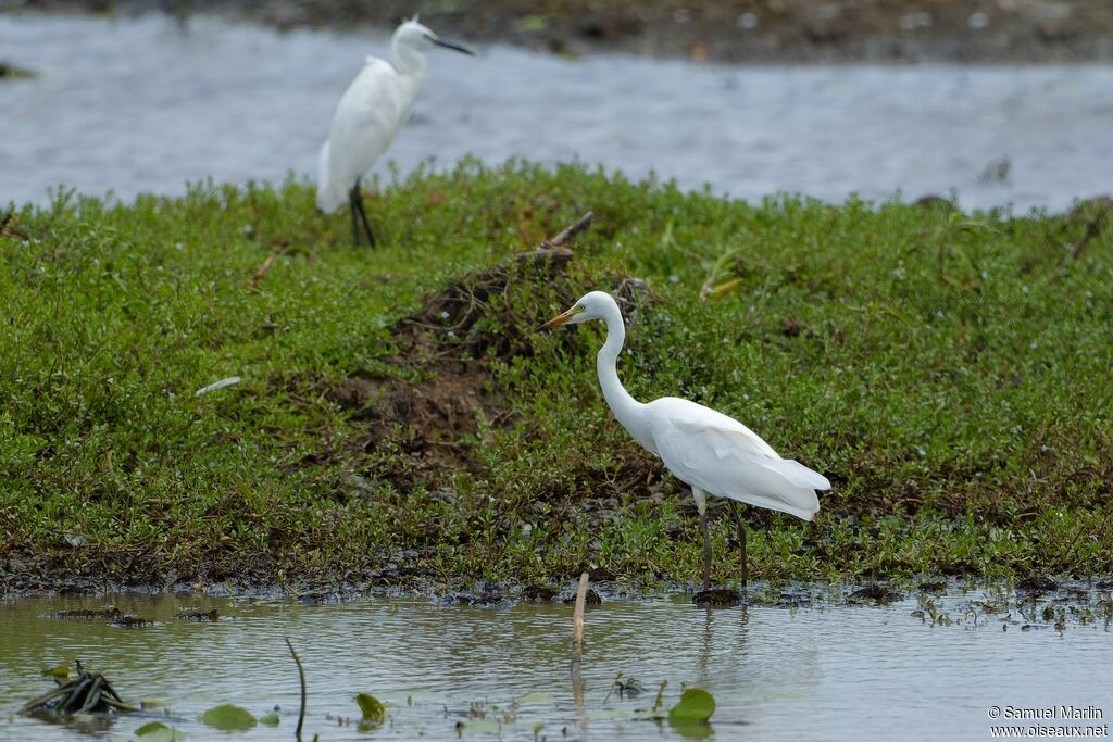 Medium Egretadult