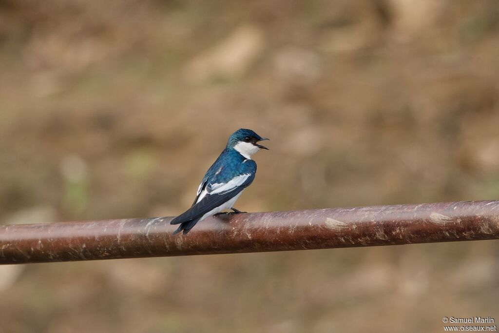 White-winged Swallowadult