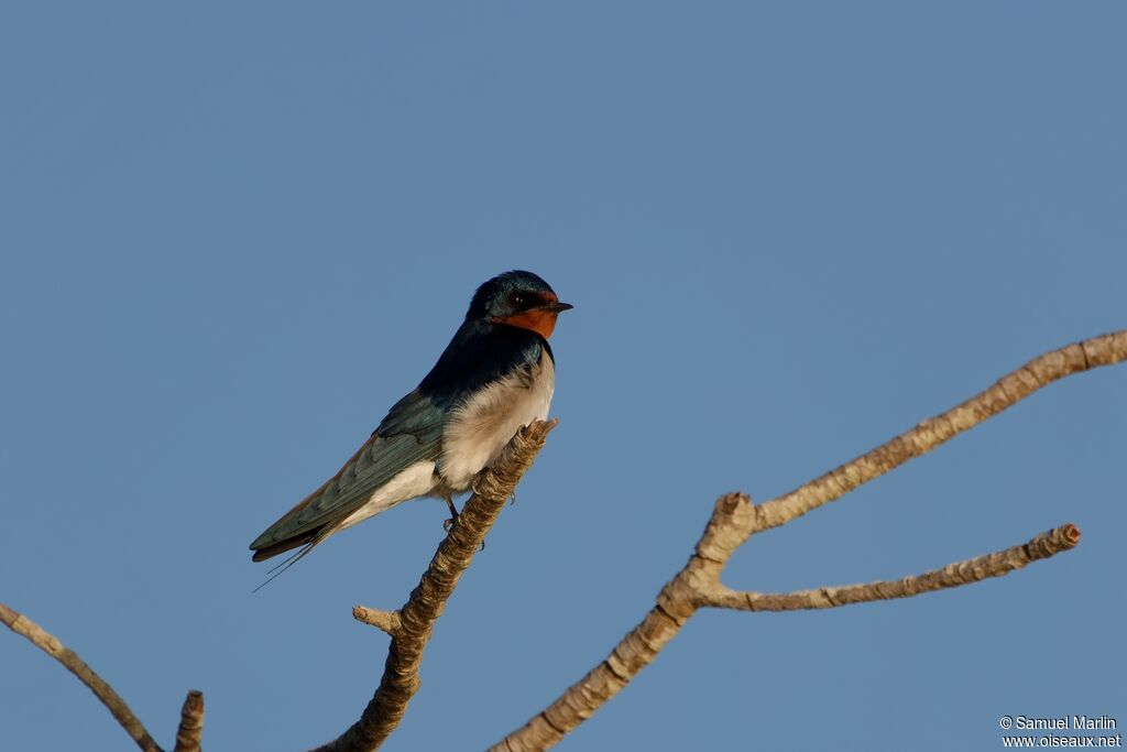 Red-chested Swallowadult