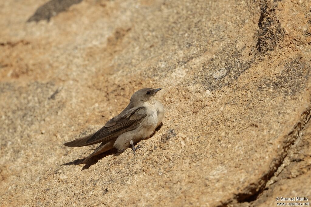 Large Rock Martinadult