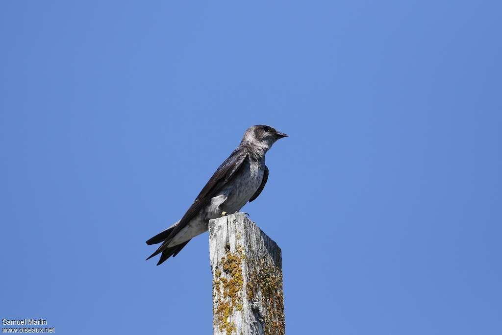Purple Martin female adult, identification
