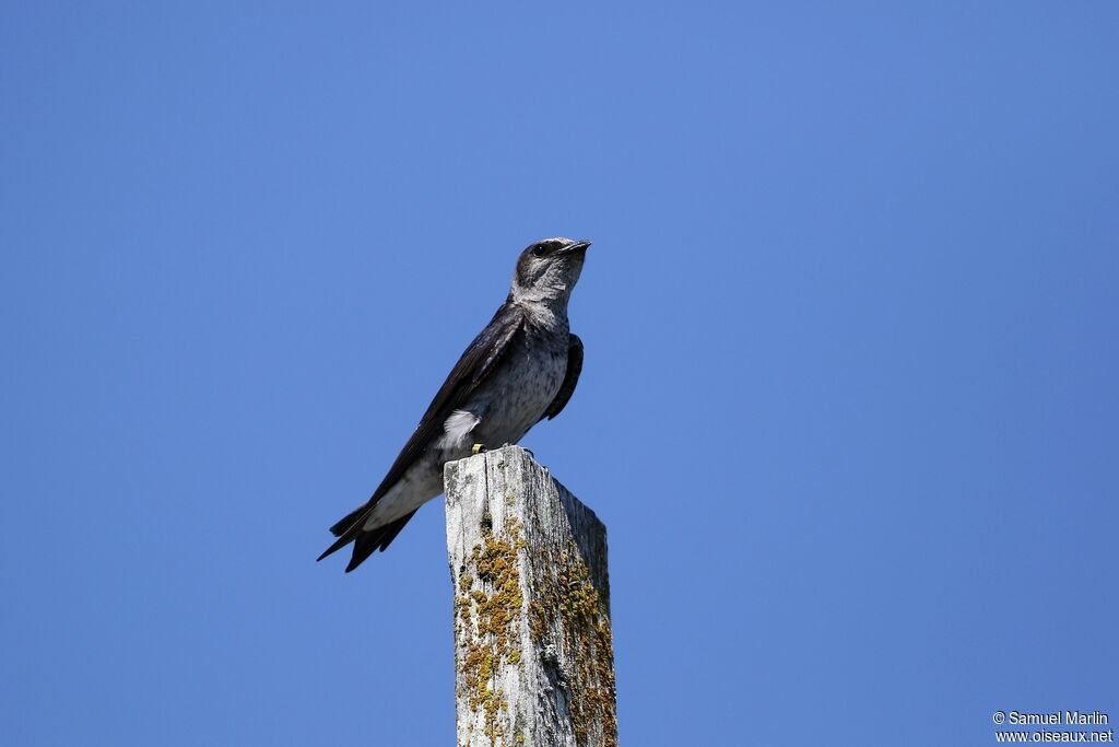 Purple Martinadult