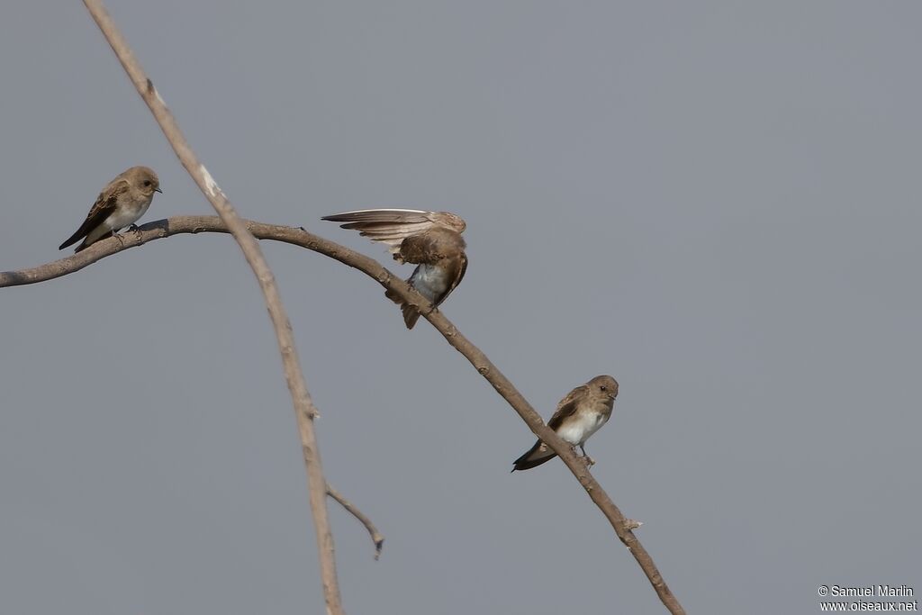 Brown-throated Martin