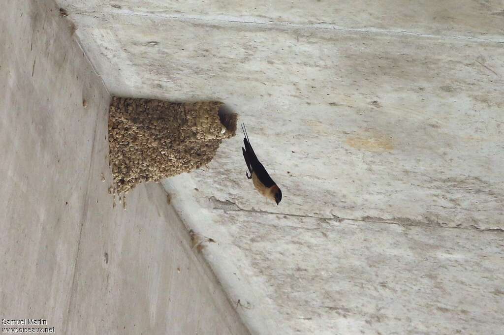 European Red-rumped Swallow female adult, Reproduction-nesting