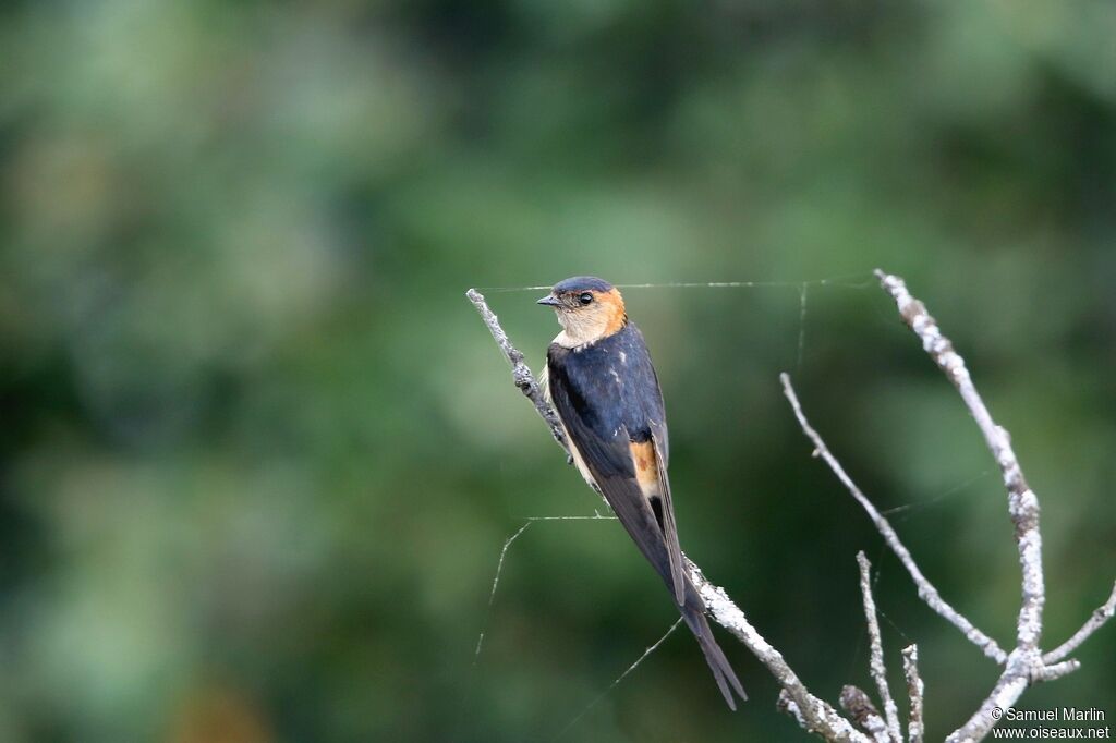 European Red-rumped Swallowadult