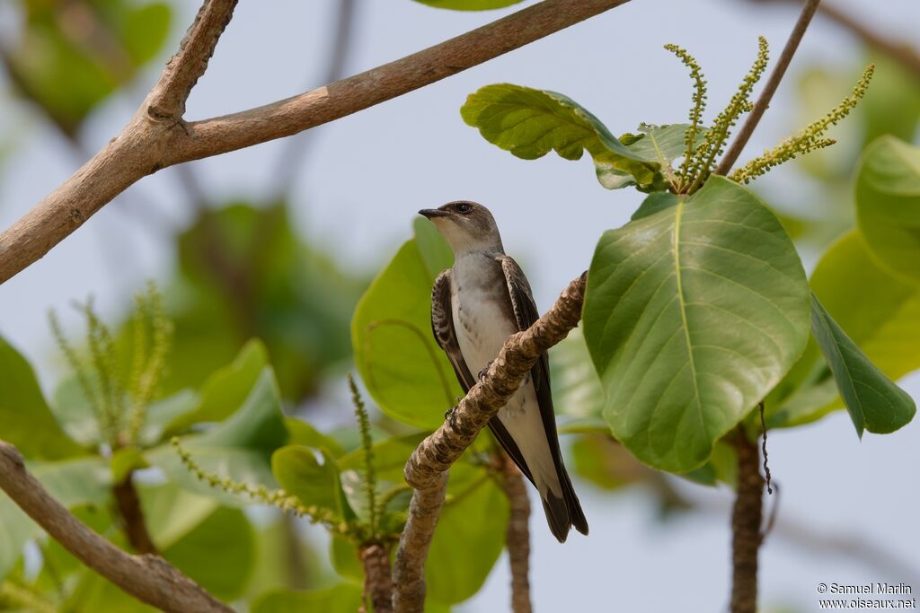 Brown-chested Martinadult