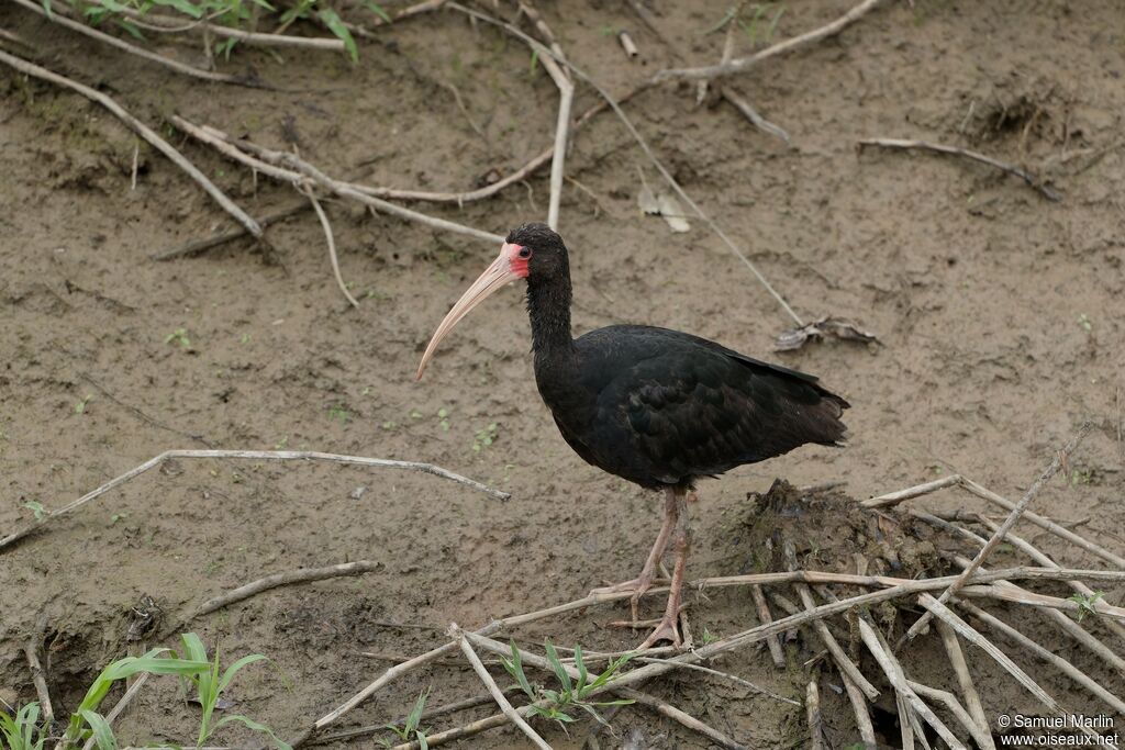 Ibis à face nueadulte