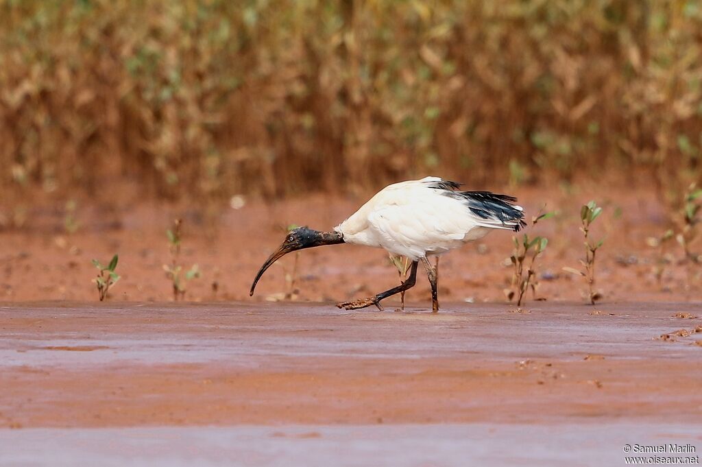 Ibis malgacheadulte