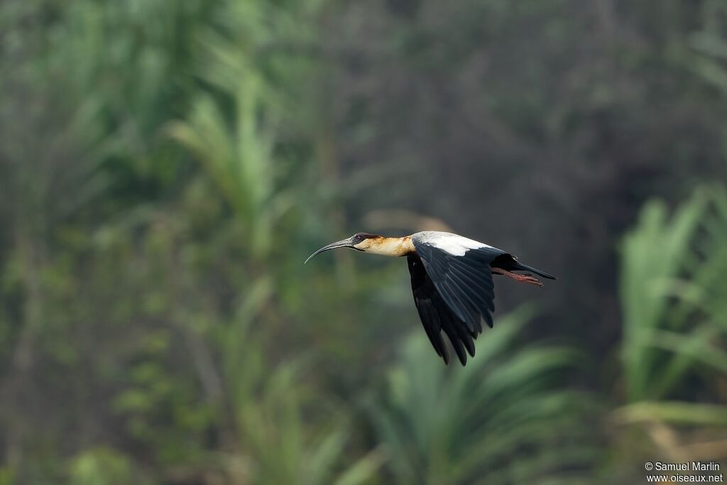 Ibis mandoreadulte, Vol
