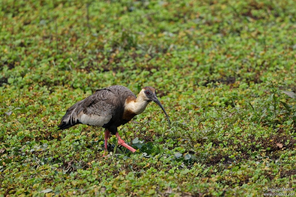 Buff-necked Ibis