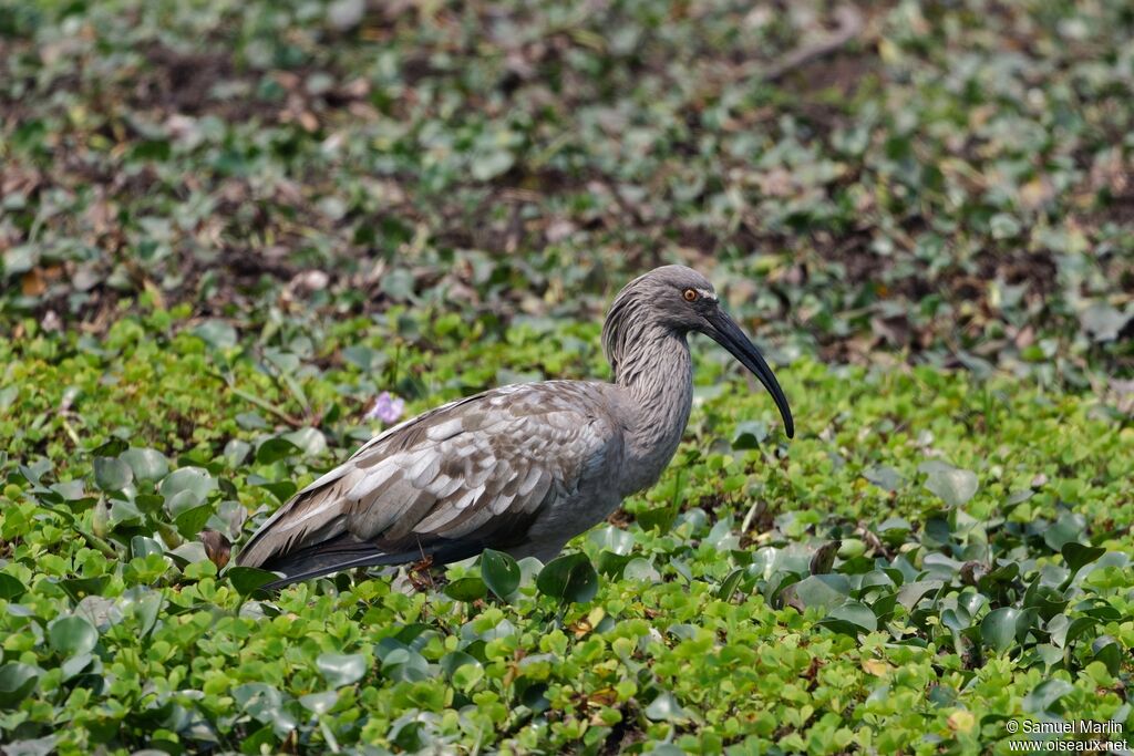 Plumbeous Ibisadult